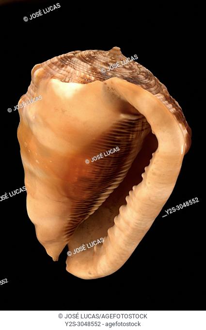 Seashell of Red helmet / Bullmouth (Cypraecassis rufa), Malacology collection, Spain, Europe