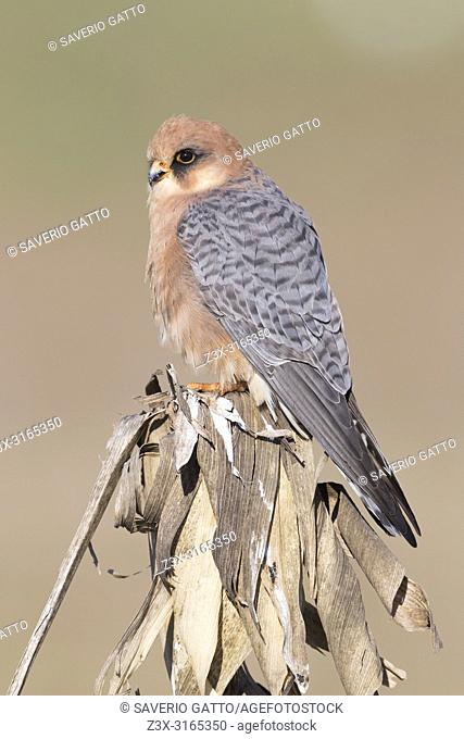 Red-footed Falcon (Falco vespertinus), adult female perched on a dead corn plant