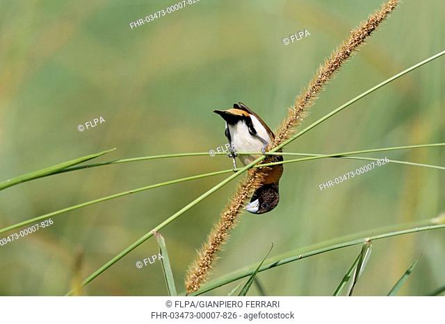 Chestnut-breasted Munia (Lonchura castaneothorax) adult, feeding on grass seeds, Atherton Tableland, Great Dividing Range, Queensland, Australia, October