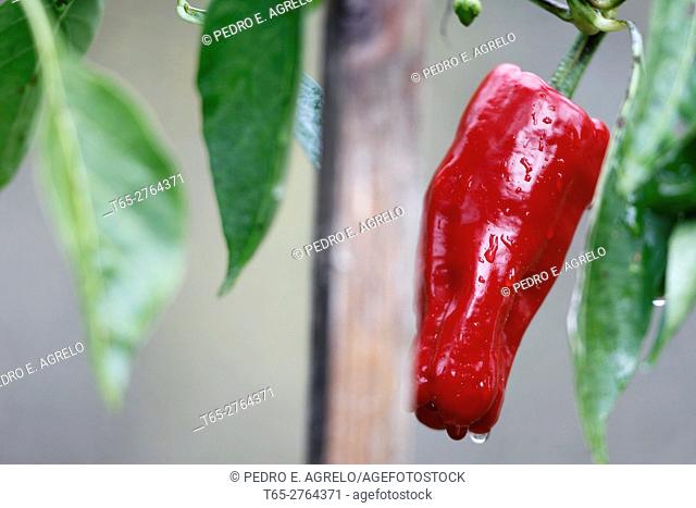 The pepper is one of the vegetables most commonly used when essential cocinar.Ingrediente of many dishes, peppers come in a variety of forms, colors and sizes