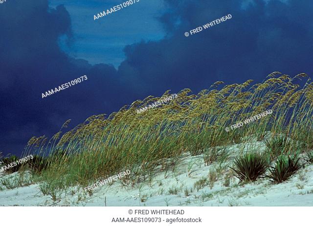 Sea Oats for Dune Stabilization (Uniola paniculata) GA, Georgia