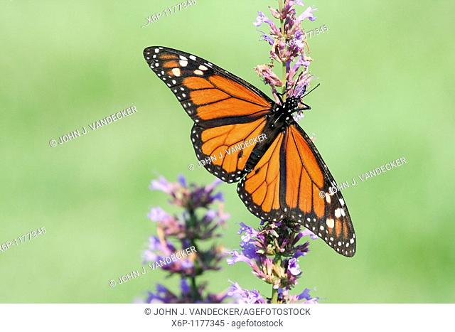 Monarch Butterfly, Danaus plexippus, with wings spread feeding at a butterfly bush  The butterfly is a male as evidenced by the black spot on the vein of its...