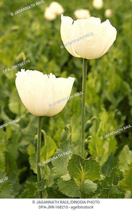 Poppy flowers plantation , Neemuch , Madhya Pradesh , India