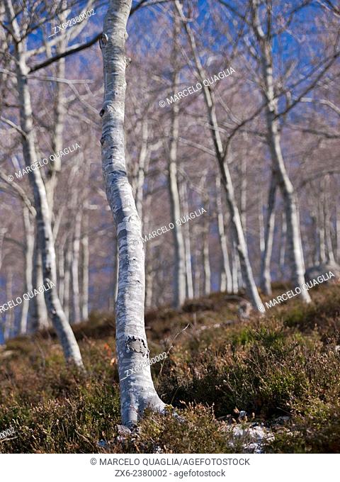 Winter beech forest. Montseny Natural Park. Barcelona province, Catalonia, Spain