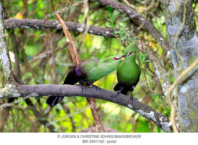 Guinea Turacos (Tauraco persa), adult on tree, native to Africa, captive