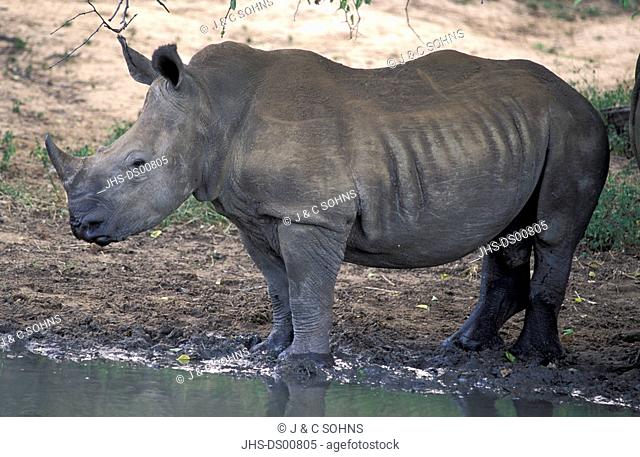 White Rhinoceros, Square Lipped Rhinoceros, Ceratotherium simum, Mkuzi Game Reserve, Natal, South Africa, young at water