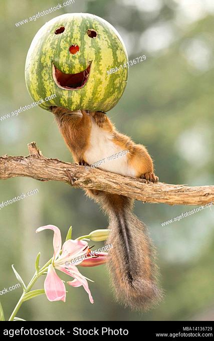 red squirrel standing on branch with head in a water melon