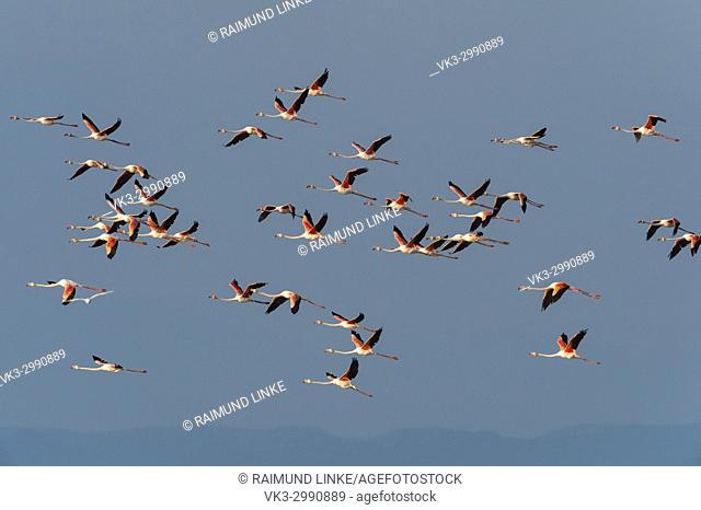 European Flamingo, Great Flamingo, Phoenicopterus roseus, in Flight, Saintes-Maries-de-la-Mer, Parc naturel régional de Camargue, Languedoc Roussillon, France