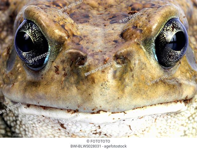 panther toad Bufo regularis, portrait