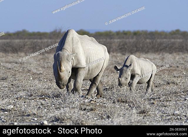 Black rhinoceroses (Diceros bicornis), adult female with young, walking in dry grassland, foraging, Etosha National Park, Namibia, Africa
