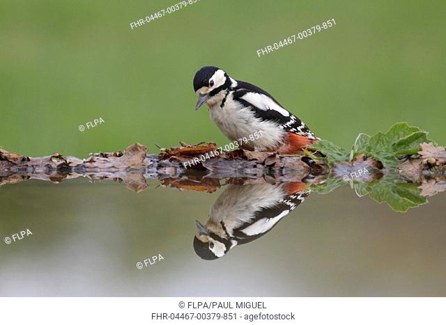 Great Spotted Woodpecker (Dendrocopos major) adult female, standing at edge of pool with reflection, West Yorkshire, England, May