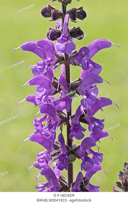 meadow clary, meadow sage Salvia pratensis, inflorescence