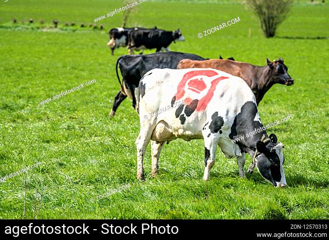Holstein Frieser cow with the danish ecology stamp in red on the fur in the spring