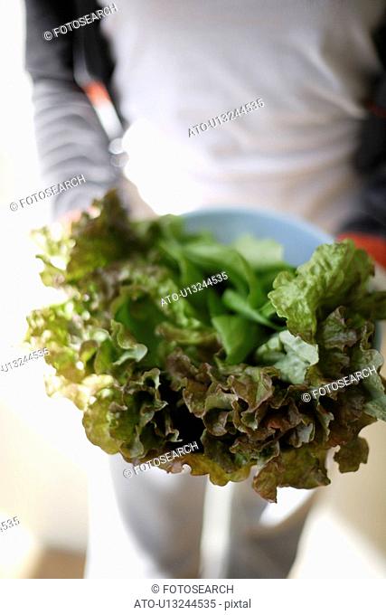 Midsection of a person holding bowl of leafy vegetables