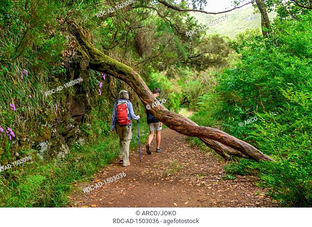 Wanderweg, Rabacal-Tal, Zentralgebirge, Madeira, Portugal