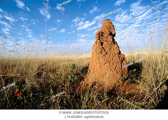 Termite mound, open Cerrado vegetation with primrose in grassland. Emas National Park, Brazil