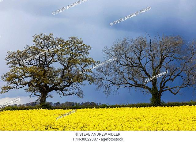 England, Cotswolds, Gloucestershire, Rape Fields and Storm Clouds near Upper Slaughter