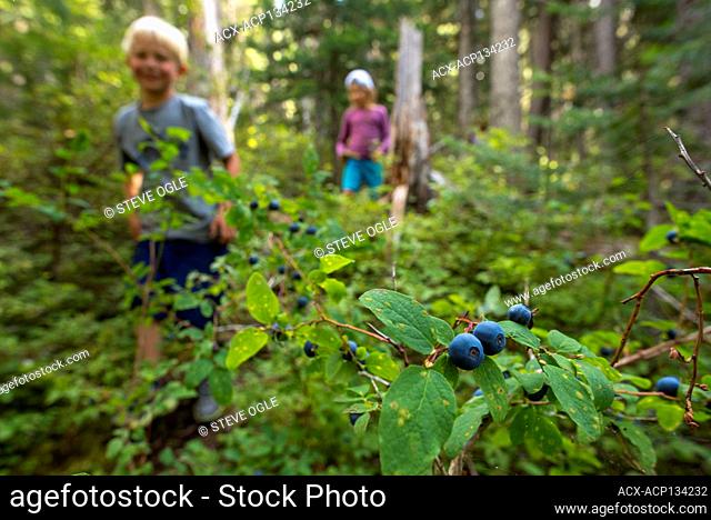 A young boy and girl encounter some blueberries on a trail in Tweedsmuir Provincial Park, British Columbia