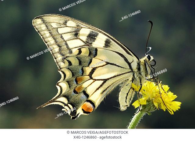 Swallowtail Butterfly Papilio machaon