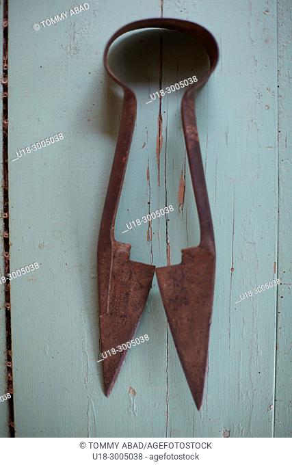 scissors for horses - Tijera de tuzar