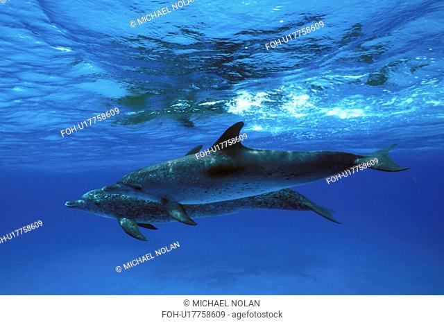 Atlantic Spotted Dolphin Stenella frontalis pair underwater. Little Bahama Banks, Grand Bahama Island, Bahamas. rr