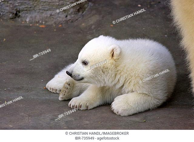 Polar Bear (Ursus maritimus) cub, one of two twins born December 2007 at Schoenbrunn Zoo, Vienna, Austria, Europe