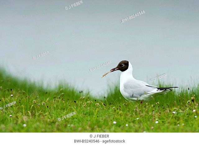 black-headed gull Larus ridibundus, sitting on a dike with a drangonfly in in its beak, Netherlands, Texel