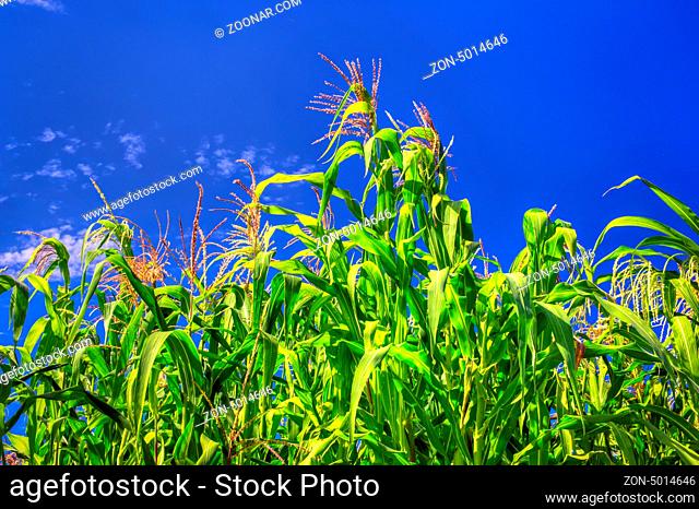 Tall Sweet Corn Field Ready to Harvest