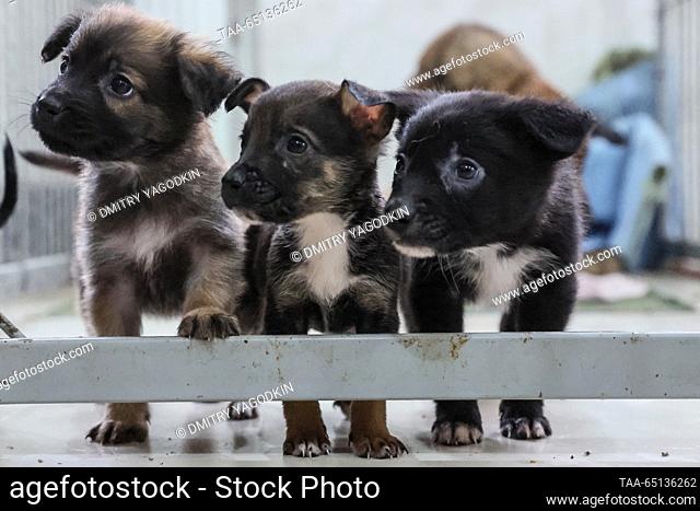 RUSSIA, DONETSK - NOVEMBER 24, 2023: Puppies at an animal shelter. Dmitry Yagodkin/TASS