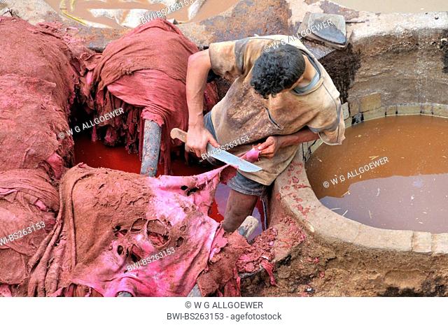 worker cutting dyed animal skin at the tannery chouwara, Morocco, Fes