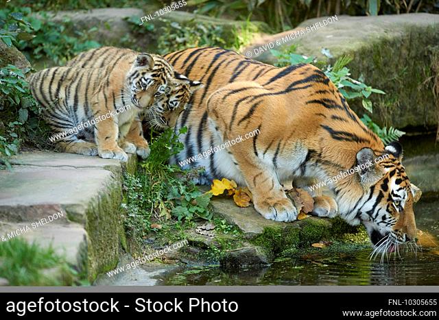 Siberian tiger, Panthera tigris altaica, Germany, Europe