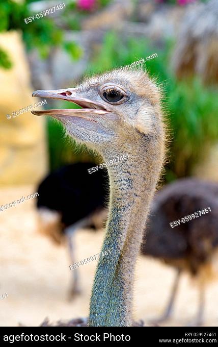 Ostrich Close up portrait, Close up ostrich head