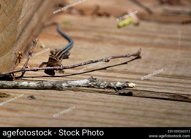 Juvenile five-lined skink (Plestiodon fasciatus) on a wooden boardwalk