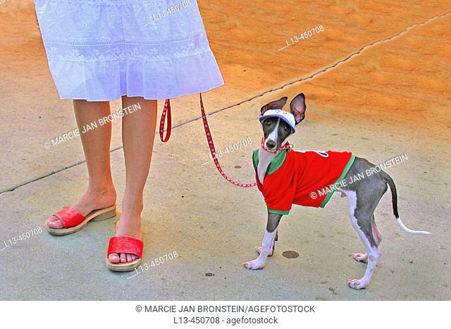Mini greyhound type dog wearing t-shirt and visor with woman wearing red sandals and lacy skirt