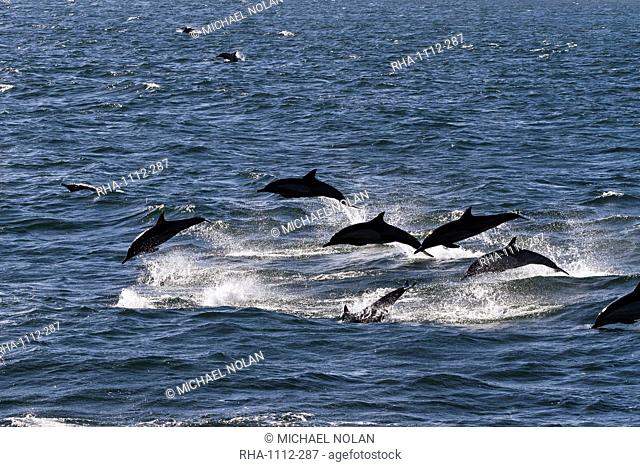 Long-beaked common dolphins Delphinus capensis, Isla San Esteban, Gulf of California Sea of Cortez, Baja California, Mexico, North America