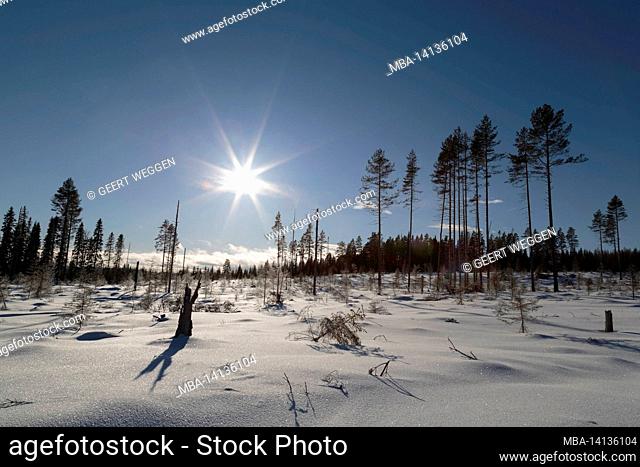 sun flares with fallen trees with snow in a forest , winter, mountain landscape