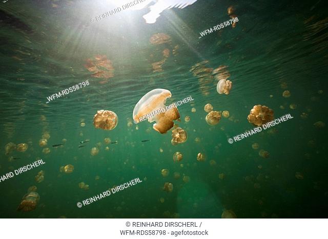 Endemic Mastigias Jellyfish, Mastigias papua etpisonii, Jellyfish Lake, Micronesia, Palau