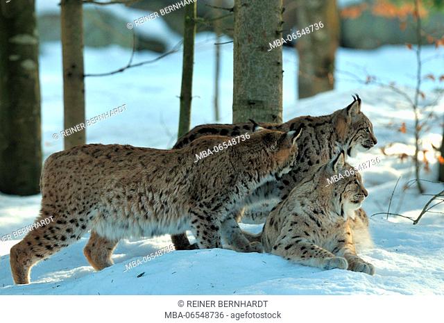 Eurasian lynxes in the snow, Lynx lynx