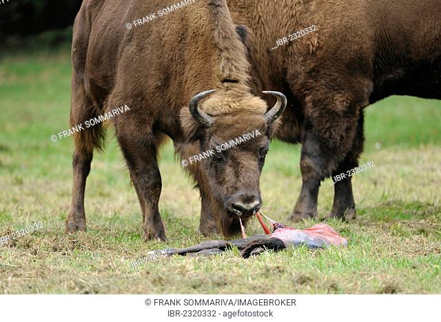 European bisons, wisents (Bison bonasus), cow and calf shortly after birth, cow eating the amniotic sac, game reserve, Saxony, Germany, Europe, PublicGround