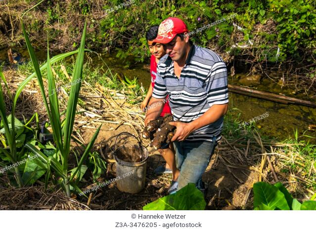 Cuban local farmer proudly showing their malanga root harvest in Topes de Collantes, Trinidad, Republic of Cuba, Caribbean, Central America