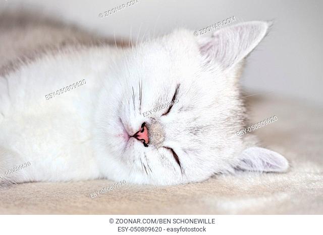 Close up head of young white kitten sleeping
