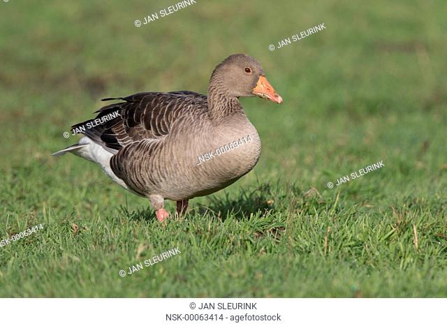 Greylag Goose (Anser anser) foraging on meadow, The Netherlands, Gelderland, polder Arkemheen