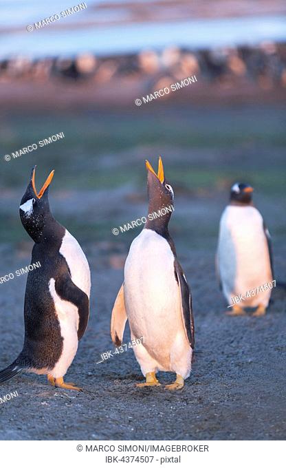 Gentoo penguins singing (Pygoscelis papua papua), Sea Lion Island, Falkland Islands, South Atlantic