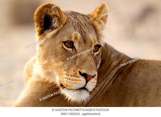 African Lion Panthera leo - Female, Kgalagadi Transfrontier Park, Kalahari desert, South Africa