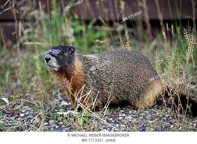 Yellow-bellied marmot (Marmota flaviventris) also known as rock chuck, sitting in front of its burrow, Yellowstone National Park, Wyoming