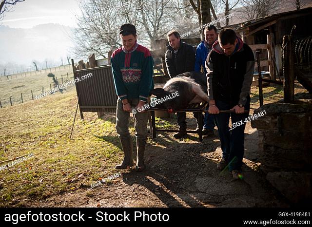 Some men move the dead pig in traditional way pig slaughtering. Legasa (Spain). January 7, 2017. The slaughter traditionally takes place in the autumn and early...