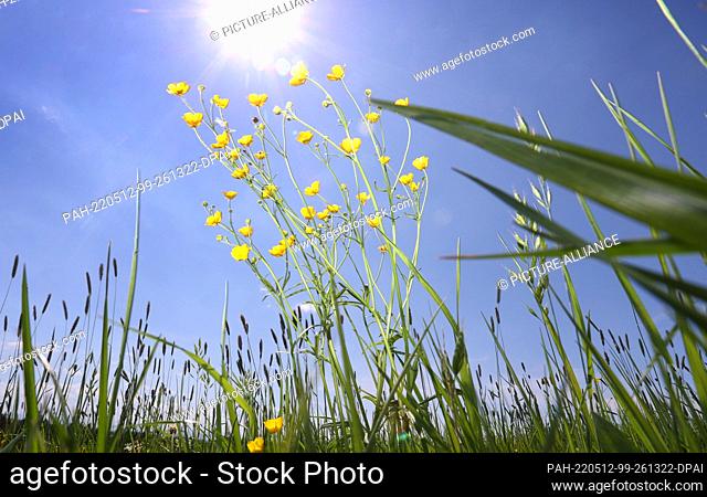 12 May 2022, Bavaria, Landsberg am Lech: Buttercups stand on a flower meadow in the sunshine. Photo: Karl-Josef Hildenbrand/dpa