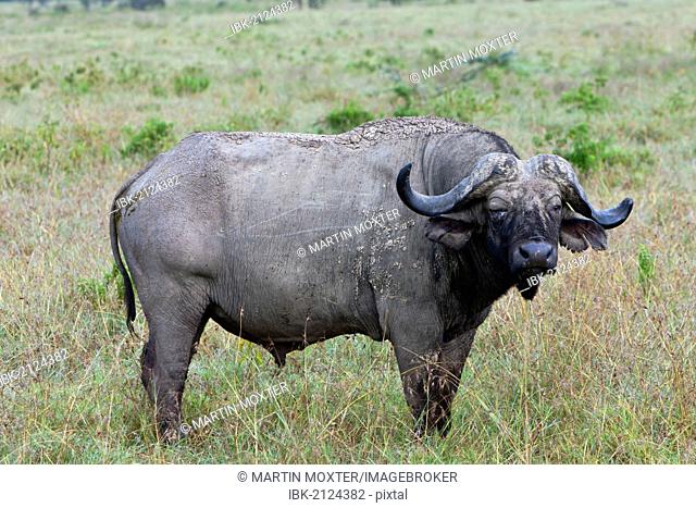 Old African Buffalo (Syncerus caffer) with purulent eye, Lake Nakuru National Park, Kenya, East Africa, PublicGround