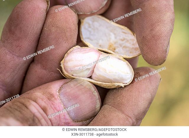 Male hand cracks open peanut shell to expose fresh nuts inside, Tifton, Georgia. USA