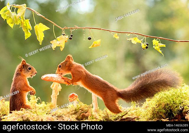 red squirrels with a mushroom